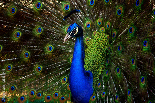 Peacock Closeup Shoots