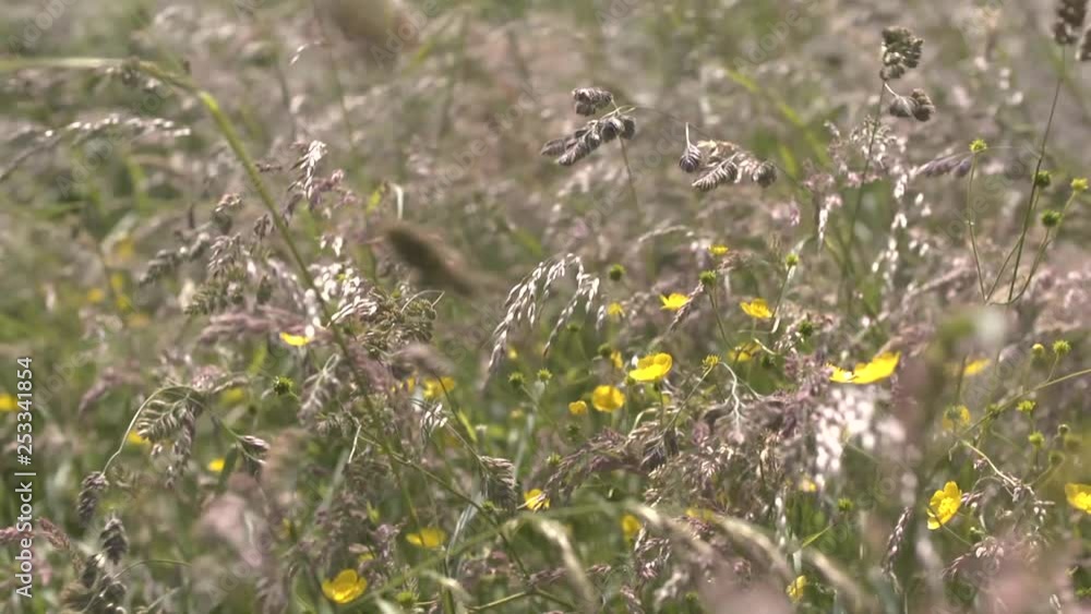 Flowers and reeds blowing in the wind. Flowers and reeds blowing in the wind.