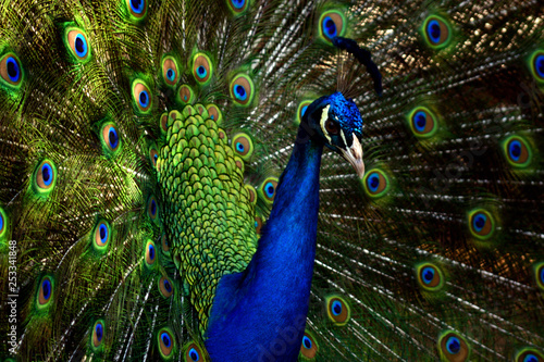 Peacock Closeup Shoots