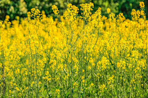 Nature wallpaper blurred background. Rapeseed field or blooming canola flowers of close-up. Yellow flowers field in springtime nature landscape. Image is not in focus. © Liubov