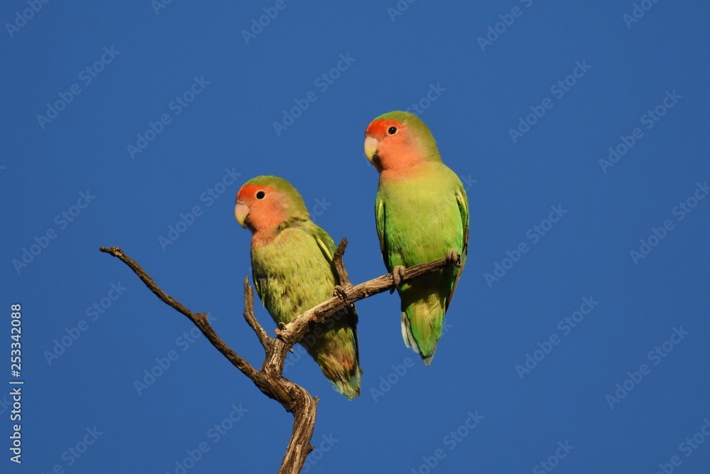 Fototapeta premium Rosenköpfchen (Agapornis roseicollis) in der Kalahari (Namibia)