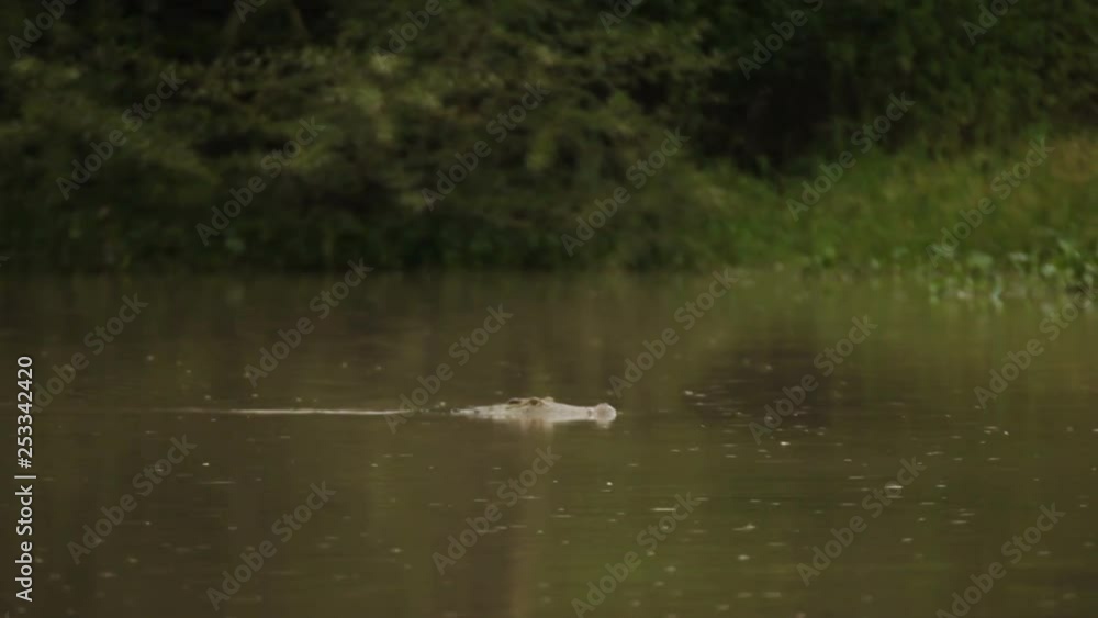 Malawi crocodile swimming in the rain Malawi crocodile swimming in the rain