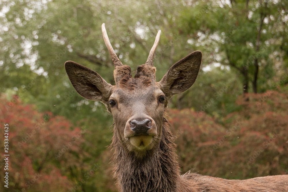 Fototapeta premium Sehr junger Rothirsch (Cervus elaphus)