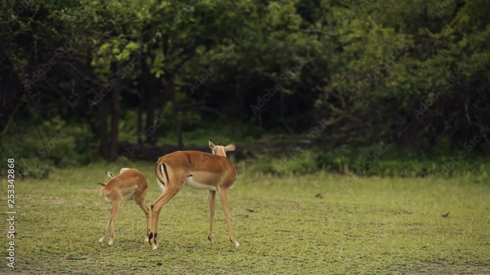 Malawi wild Impala deer grazing mother and child Malawi wild Impala deer grazing mother and child