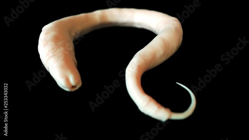 Caenorhabditis elegans photo