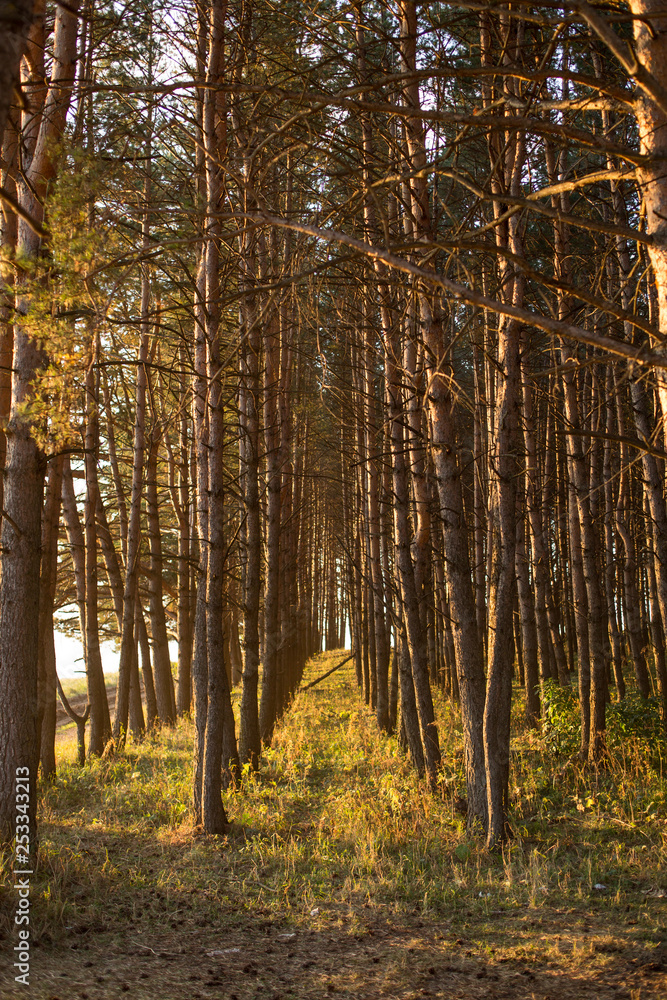 Beautiful Golden sunset in a pine forest Beautiful Golden sunset in a pine forest