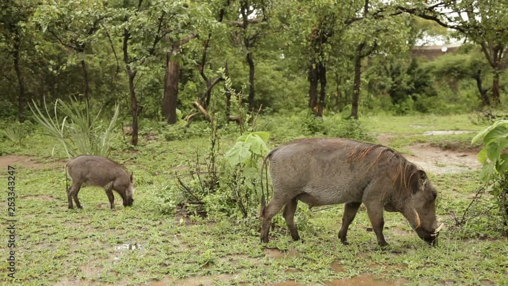Malawi Mother and baby wild Wathogs feeding Malawi Mother and baby wild Wathogs feeding