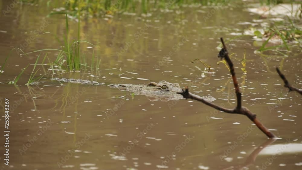 Malawi crocodile close up swimming in river Malawi crocodile close up swimming in river