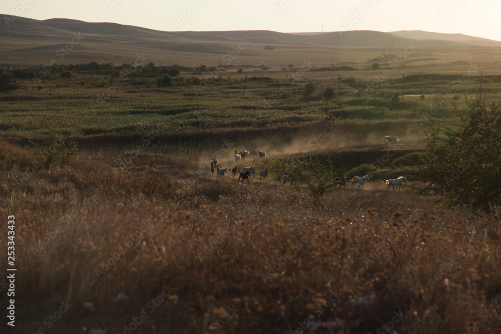 Beautiful herd of horses at sunset