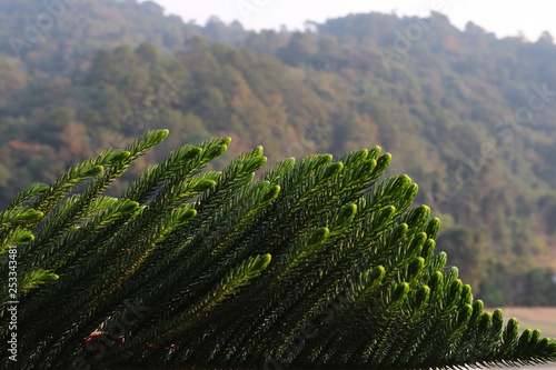 Norfolk island pine (Araucaria heterophylla) with mountains background.