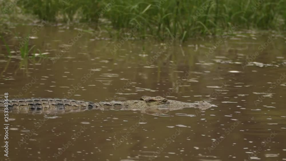 Malawi crocodile swimming close up Malawi crocodile swimming close up