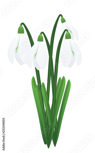 Snowdrops. first spring flowers. vector illustration