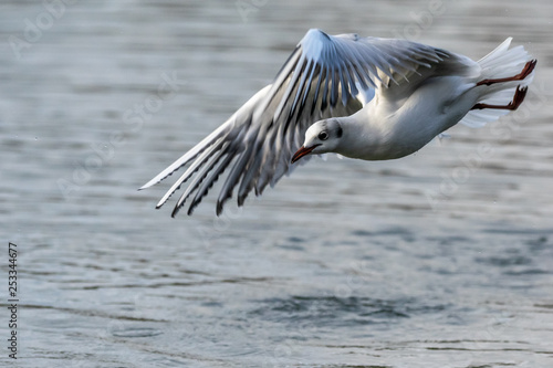 Seagull in flight over water
