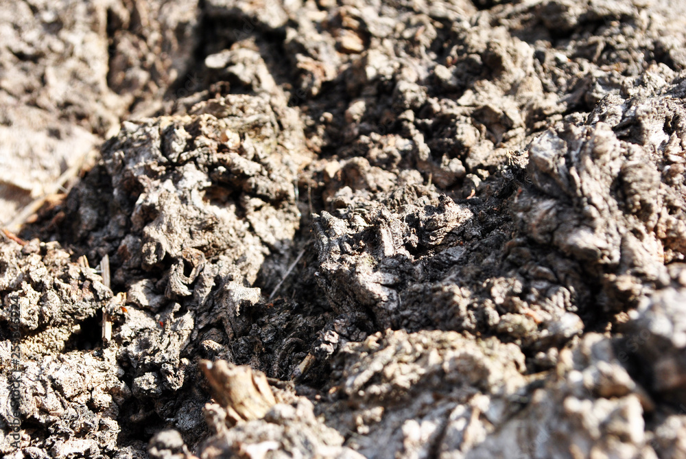 Old rough poplar tree trunk texture close up, horizontal background Old rough poplar tree trunk texture close up, horizontal background