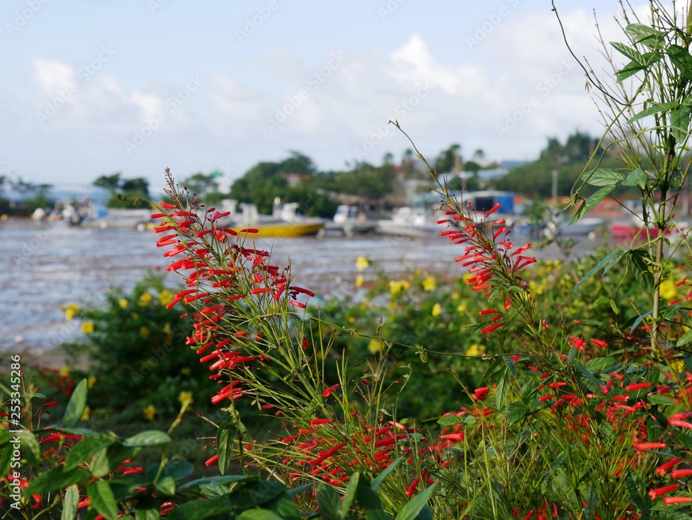 Fleur Russelia equisetiformis ou goutte de sang ou plante corail de Guadeloupe