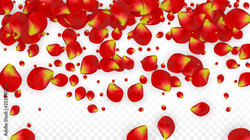 Vector Realistic Red Rose Petals Falling on Transparent Background.  Romantic Flowers Illustration. Flying Petals. Sakura Spa Design. Blossom Confetti. Design Elements for Wedding Decoration.