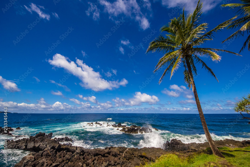 Rugged Coastline with Palm Tree, Maui, Hawaii