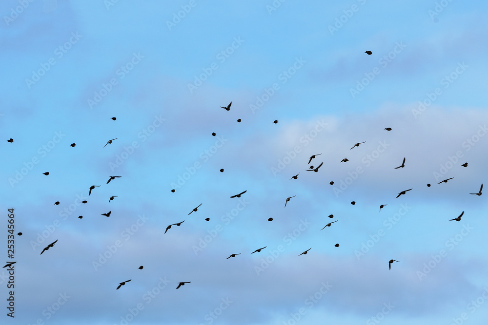 Rosefinches in the flight. Rosefinches in the flight.