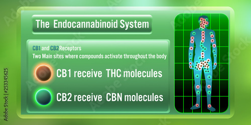 The Human body endocannabinoid system