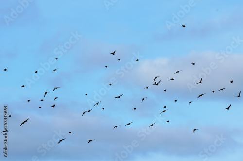 Rosefinches in the flight.