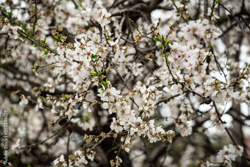 cherry blossom © Maria