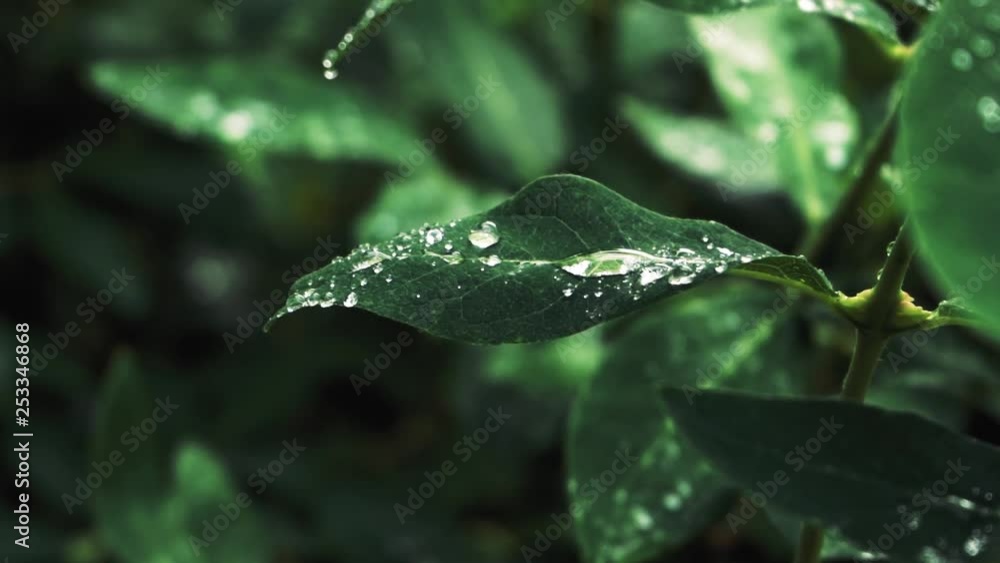 Closeup shot showing water drops on a leaf. Saving water and environmentalist concept. Closeup shot showing water drops on a leaf. Saving water and environmentalist concept.