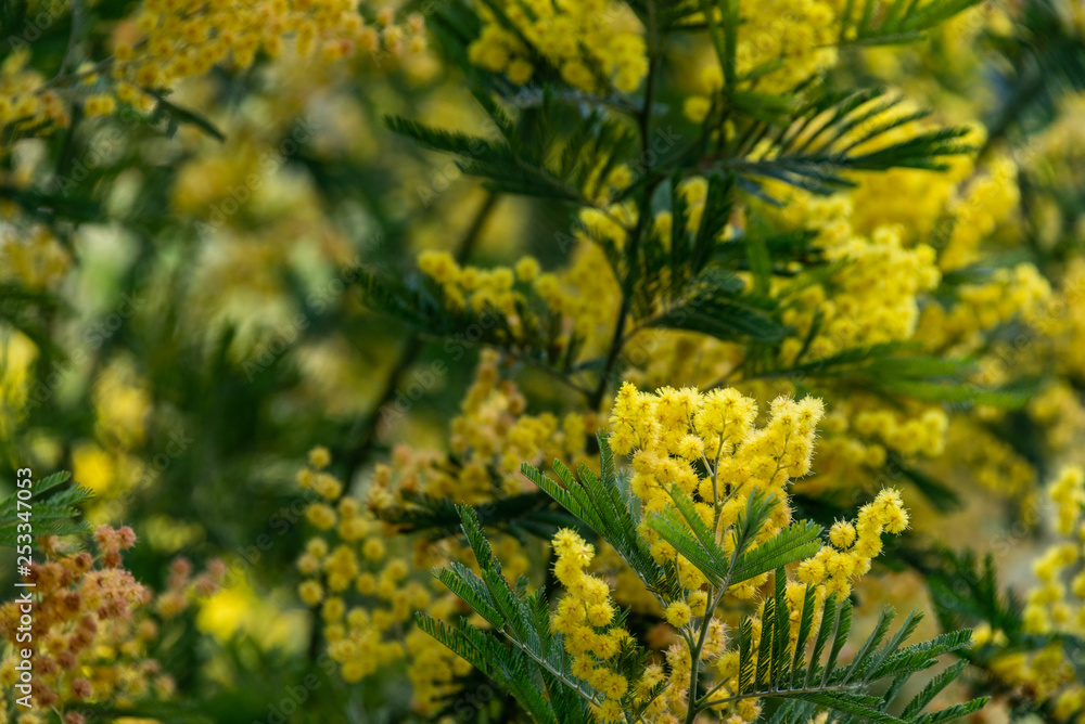 Mimosa tree with yellow flowers Mimosa tree with yellow flowers