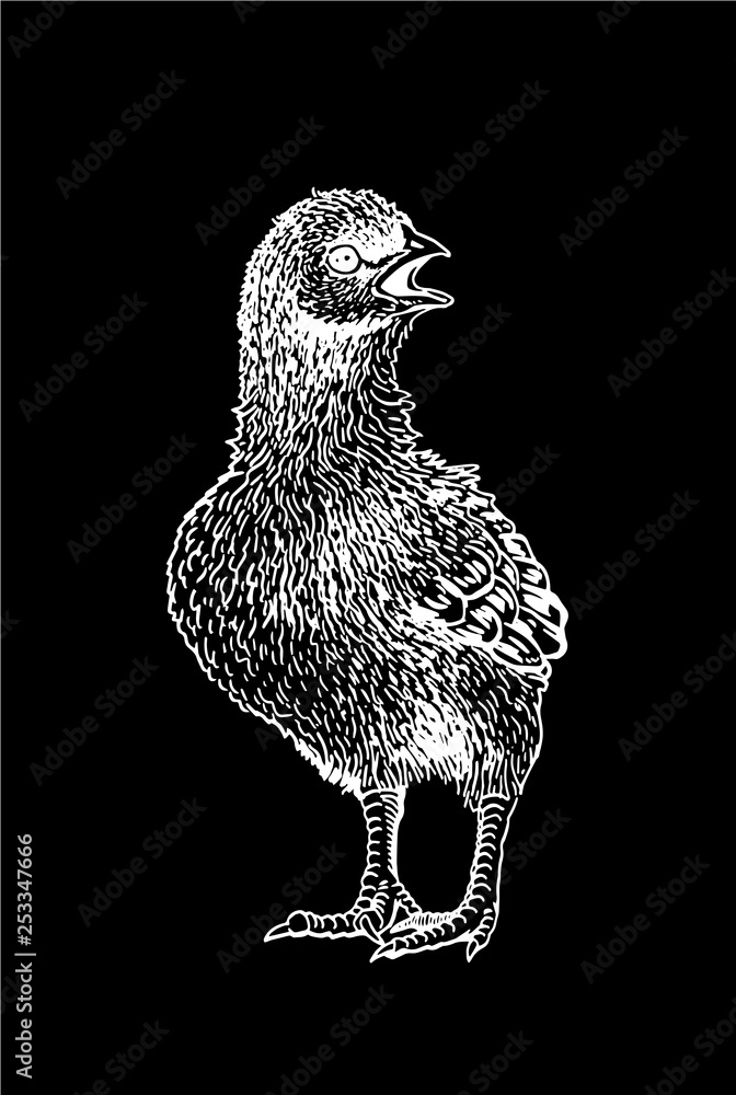 Fototapeta premium Graphical hand-drawn chick isolated on black background, vector illustration