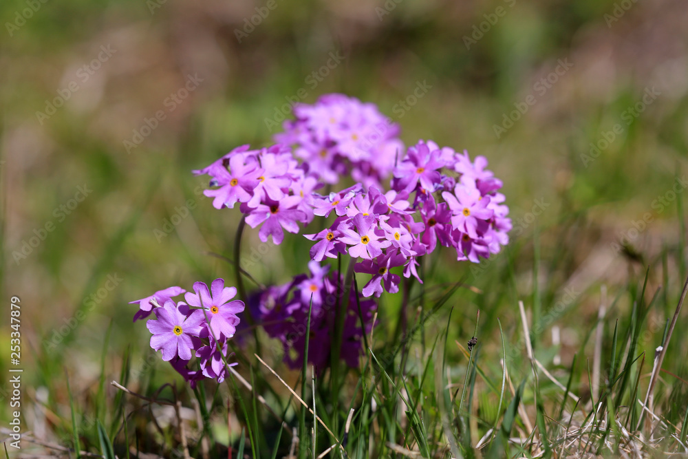 Mehlprimel (Primula farinosa) oder Mehlige Schlüsselblume Mehlprimel (Primula farinosa) oder Mehlige Schlüsselblume
