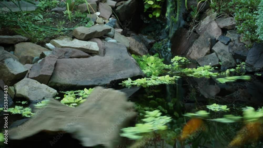 Time-lapsed pan across pond with swirling plants and dead log, and koi fish streaking through water. The waterfall looks milky from time exposure effect. Time-lapsed pan across pond with swirling plants and dead log, and koi fish streaking through water. The waterfall looks milky from time exposure effect.