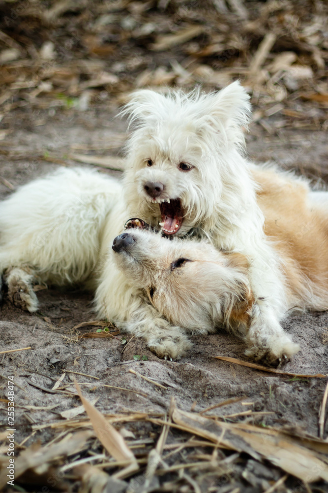 Two dogs playing bite each other fun west highland white terrier with thai breed dog playing dirty sloppy and happy In the garden.