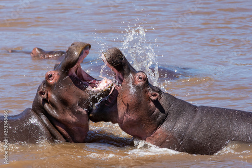 Two hippos fighting for their territory in Mara river inside Masai Mara National Park during a wildlife safari