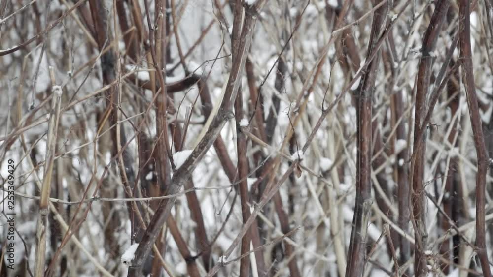 Close up slow motion snow covered twigs with snow falling through frame Close up slow motion snow covered twigs with snow falling through frame
