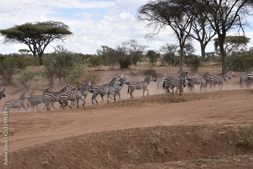 Herd of plains zebras in Serengeti National Park  Tanzania