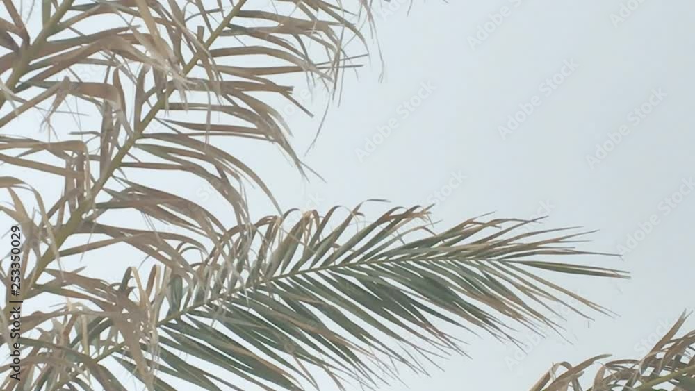 Closeup of yellow and tired palm leaves moving in the wind on a sunny winter day in Mallorca, Spain. Closeup of yellow and tired palm leaves moving in the wind on a sunny winter day in Mallorca, Spain.