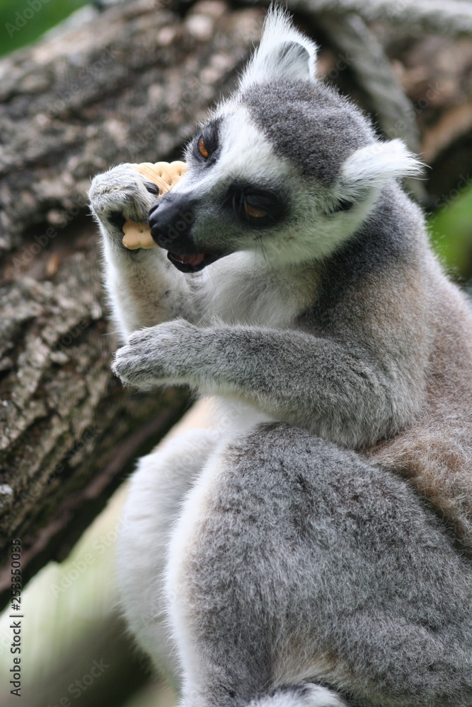 Obraz premium Lemur in Veszprem Zoo