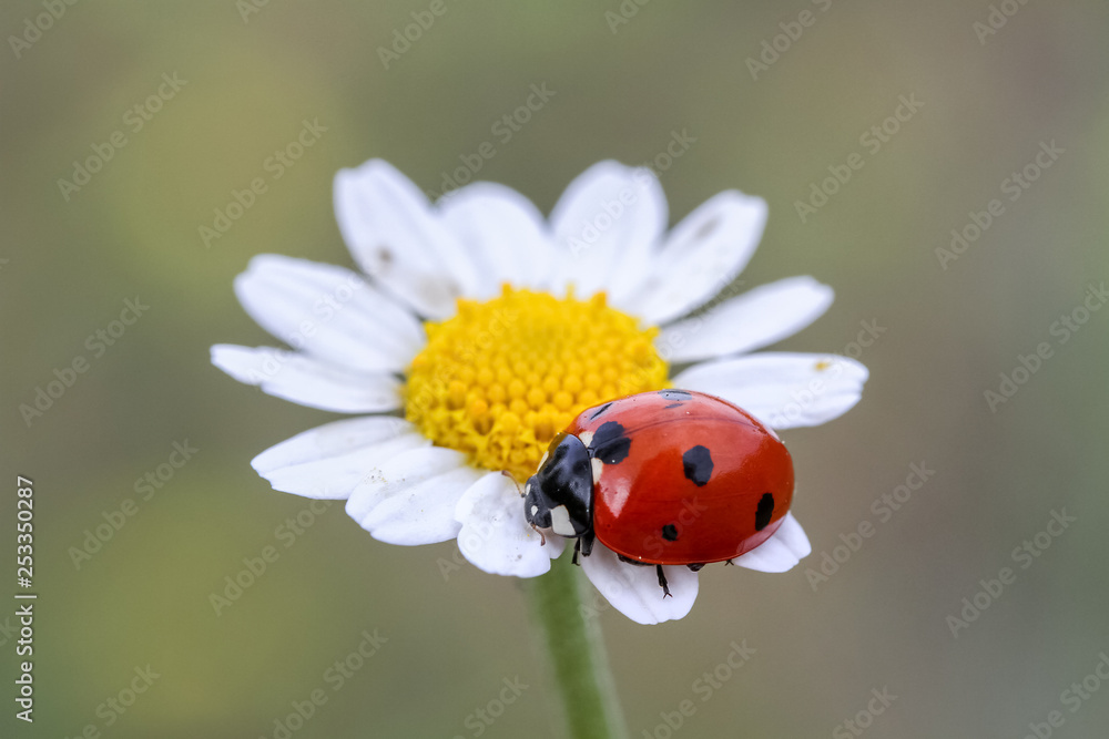 Fototapeta premium ladybug 16