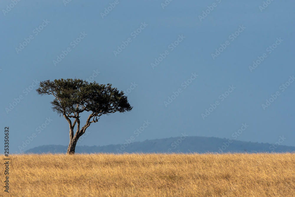 A beautiful lone acacia tree in the plains of africa inside Masai Mara National Reserve during a wildlife safari A beautiful lone acacia tree in the plains of africa inside Masai Mara National Reserve during a wildlife safari