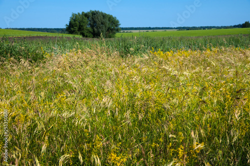 Beautiful nature in the steppe part of Russia in summer