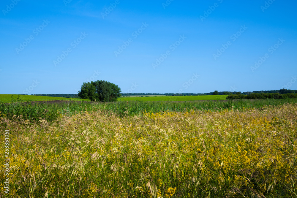 Nature in the steppe part of Russia in summer