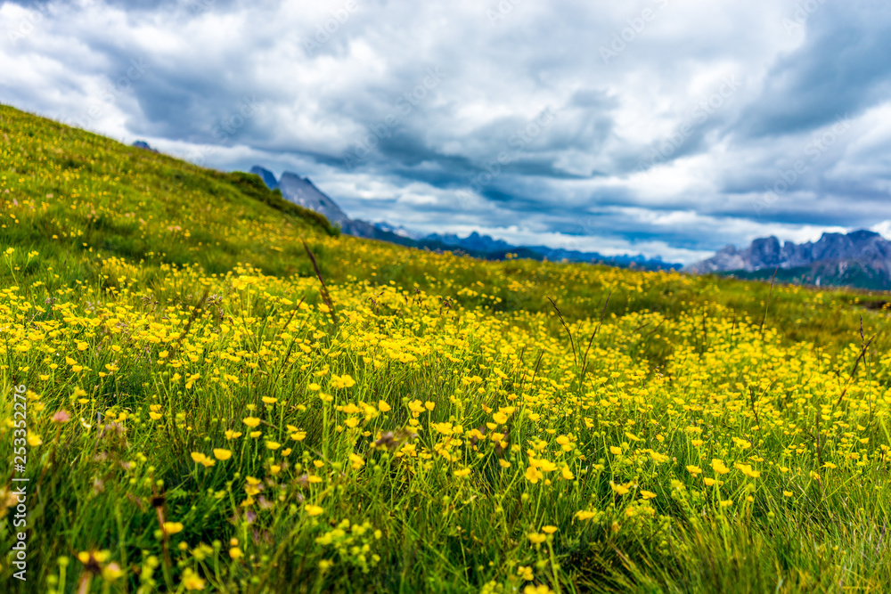 Alpe di Siusi, Seiser Alm with Sassolungo Langkofel Dolomite, a yellow flower in a field Alpe di Siusi, Seiser Alm with Sassolungo Langkofel Dolomite, a yellow flower in a field