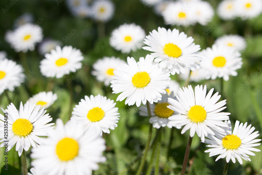 Daisies symbolize innocence and purity. the daisy is Freya's sacred