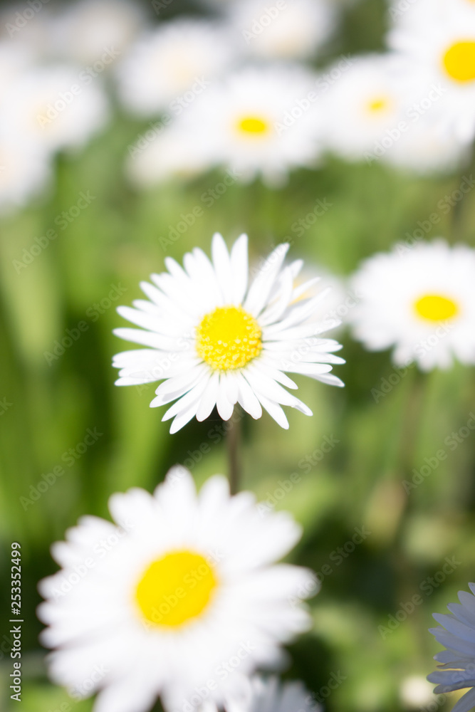 Fototapeta premium Daisies symbolize innocence and purity. the daisy is Freya's sacred flower. Freya is the goddess of love, beauty, and fertility, and as such the daisy came by symbolize childbirth. 