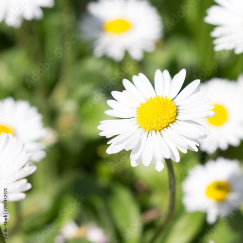 Daisies symbolize innocence and purity. the daisy is Freya s sacred flower. Freya is the goddess of love  beauty  and fertility  and as such the daisy came by symbolize childbirth.  