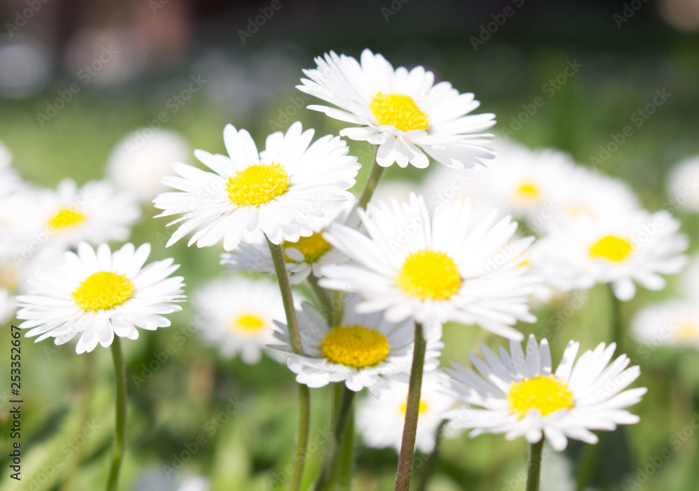 Daisies symbolize innocence and purity. the daisy is Freya's sacred flower. Freya is the goddess of love, beauty, and fertility, and as such the daisy came by symbolize childbirth. Daisies symbolize innocence and purity. the daisy is Freya's sacred flower. Freya is the goddess of love, beauty, and fertility, and as such the daisy came by symbolize childbirth.