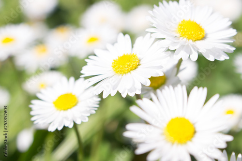 Daisies symbolize innocence and purity. the daisy is Freya s sacred flower. Freya is the goddess of love  beauty  and fertility  and as such the daisy came by symbolize childbirth.  