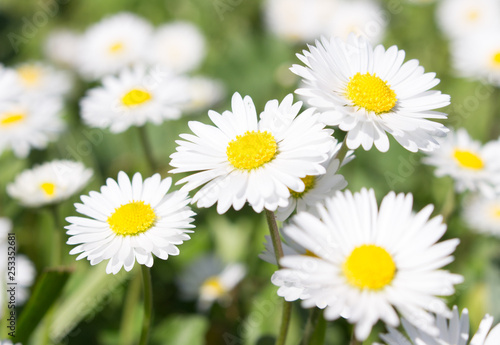 Daisies symbolize innocence and purity. the daisy is Freya s sacred flower. Freya is the goddess of love  beauty  and fertility  and as such the daisy came by symbolize childbirth.  