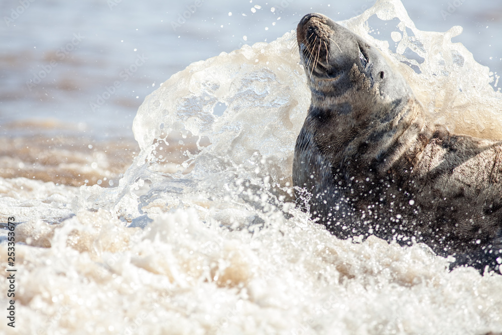 Obraz premium Battling elements. Seal with sea water splashing over the face.