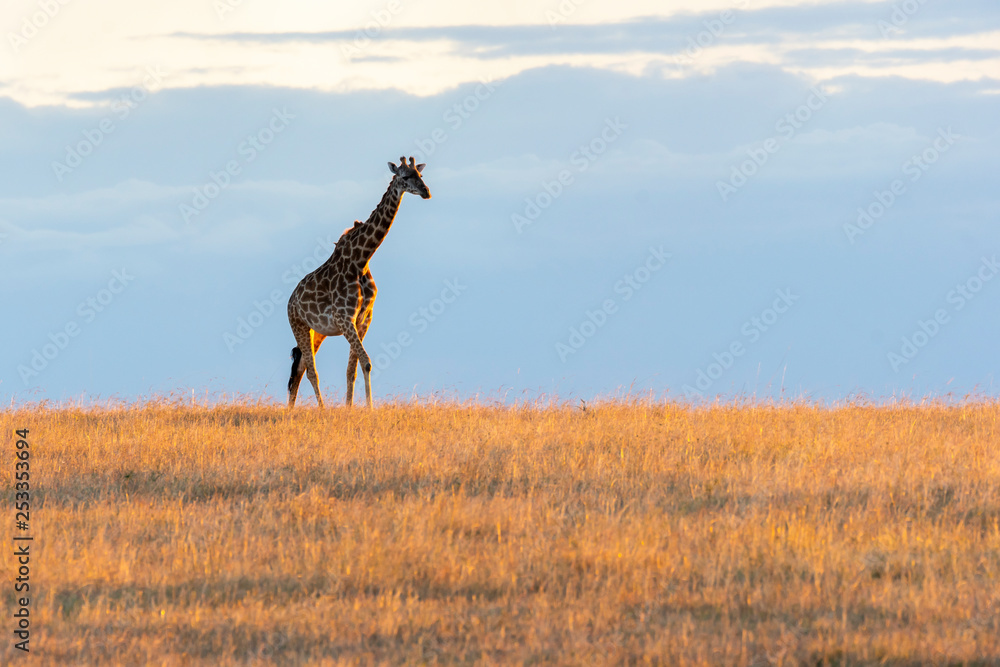 Naklejka premium A giraffe walking in the plains of Africa with a beautiful sunset in the background inside Masai Mara National Park during a wildlife safari
