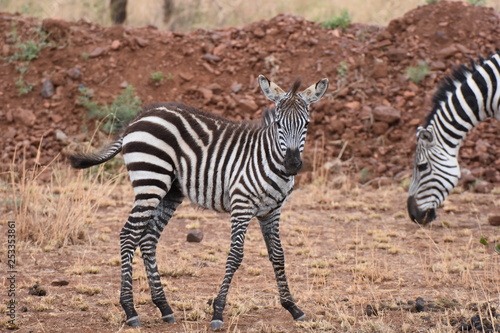 Baby plains zebra in Serengeti National Park, Tanzania